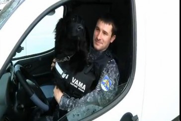 În Moldova câinii vameşilor……merg în maşini . VIDEO