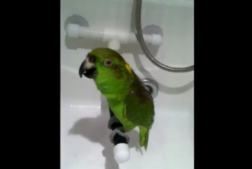 Amuzant: Un papagal cântă sub duş VIDEO