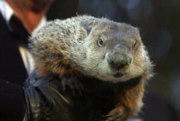 Primăvara va veni devreme.Punxsutawney Phil nu şi-a văzut umbra. VIDEO