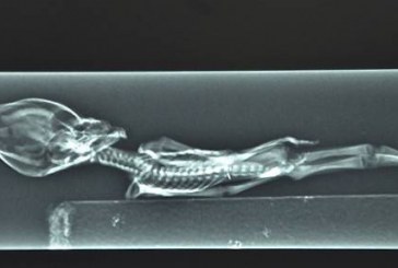Oamenii de stiinta au descifrat misterul „extraterestrului de 15 cm”: „Rezultatele ADN sunt clare”