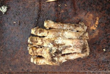 Descoperirea care poate lamuri misterul unei creaturi legendare. „Este dovada ca Bigfoot exista”