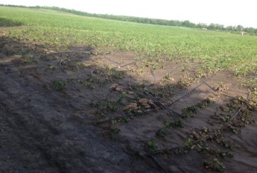 Precipitațiile abundente au distrus 250 ha de culturi agricole la Ciocîlteni, Orhei
