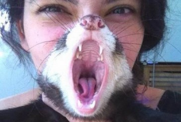 Amuzant: Pisica-barba pe internet  FOTO