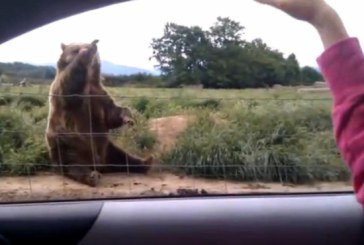 Cel mai politicos urs pe care l-ai văzut vreodată VIDEO