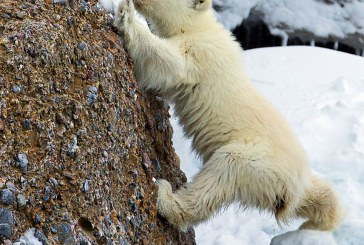 Un ursuleţ în Arctica: „Aşteptaţi-mă! Nu mă părăsiţi!” FOTO