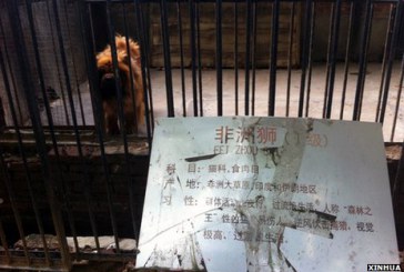 Culmea contrafacerii made in China. Câine prezentat drept leu la ZOO VIDEO