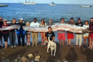 Creatura marina gigantica, de 5 metri si jumatate, descoperita in largul coastei californiene. VIDEO