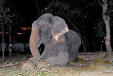Un elefant a plans cand a fost eliberat din lanturile in care era tinut prizonier de 50 de ani VIDEO