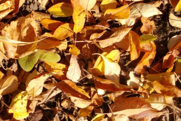 Orhei: PLOAIE de frunze, in ultima zi de octombrie VIDEO