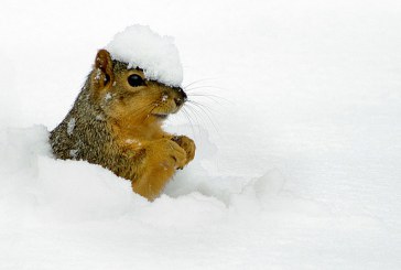 Scufundări în zăpadă! O veveriţă din Estonia a devenit vedetă internaţională