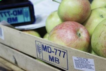 În Republica Moldova sunt stocate 105 mii tone de mere