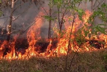 Zeci de hectare de vegetație au fost distruse de flăcări pe teritoriul raioanelor deservite de DSE Orhei