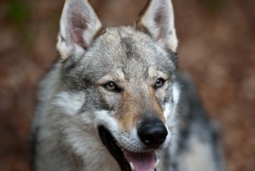 Lupii hibrizi atacă animalele domestice, specialist „Moldsilva”