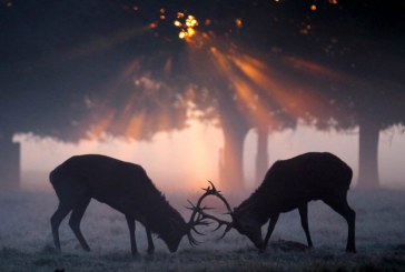 Parcul Național Orhei va fi repopulat cu cerb nobil