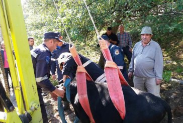 Operațiune specială a salvatorilor din Orhei: un vițel repus cu picioarele pe pământ FOTO