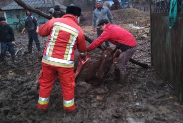 Calul unui gospodar din Cihoreni, eliberat cu ajutorul salvatorilor din Orhei FOTO