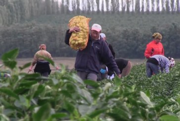 Agricultorii din zona Orheiului au început să se folosească de prevederile Legii Zilierilor