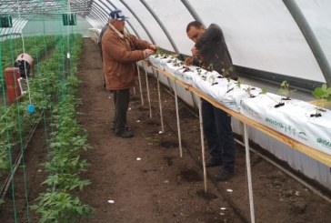 Primul sector didactic pentru producerea căpșunului pe substrat creat la o școală profesională