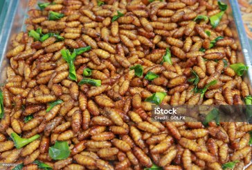 Experții FAO vor anunța ministerul Agriculturii dacă moldovenii pot să mănânce insecte