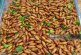 Experții FAO vor anunța ministerul Agriculturii dacă moldovenii pot să mănânce insecte