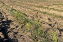 Investigație jurnalistică: „Împădurirea eșuată de la Mălăiești poate fi considerată delapidare de fonduri?”