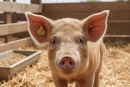 Caz de pestă porcină africană, confirmat în raionul Orhei